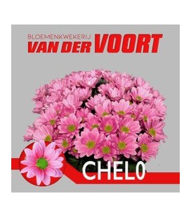 Chrysantheme Chelo 70 cm