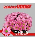 Chrysantheme Chelo 70 cm