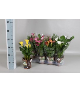 Calla Mélange Pot de 13