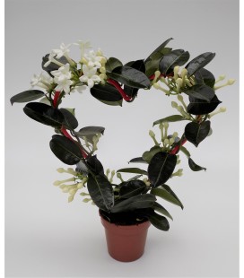 Stephanotis pot de 12 coeur