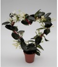 Stephanotis pot de 12 coeur