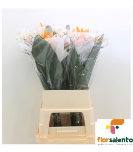 Strelizia Reginae 100 cm x 10