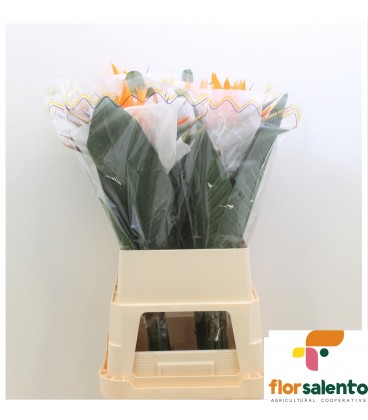 Strelizia Reginae 100 cm x 10