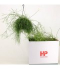 Rhipsalis oasis pot de 15