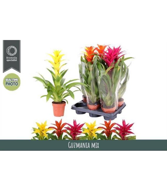 Guzmania Pot de 12