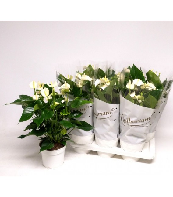 Anthurium White pot 17