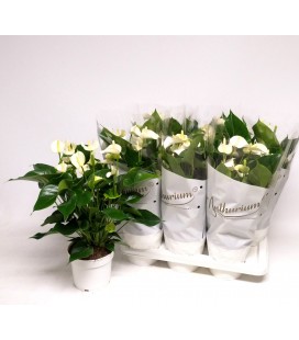 Anthurium White pot 17