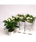 Anthurium White pot 17