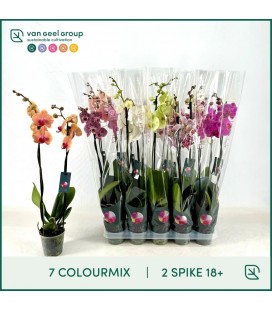 Phalaenopsis Mix Ø 12 h 75 cm 2 b