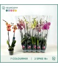 Phalaenopsis Mix Ø 12 h 75 cm 2 b