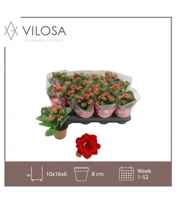 Kalanchoe ruby red pot de 8