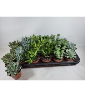 Succulentes pot de 8.50 