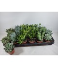 Succulentes pot de 8.50 