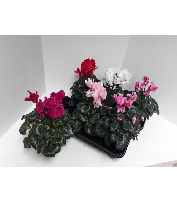 Cyclamen Curly Ø13