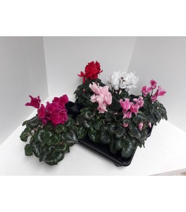 Cyclamen Curly Ø13