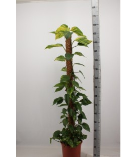 Pothos tuteur Ø27 h 160