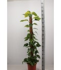 Pothos tuteur Ø27 h 160