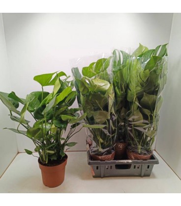 Monstera Deliciosa Ø21 h 80