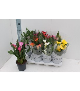 Calla mix pot de 14 h 40