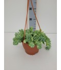 Sedum Morganianum Ø 17