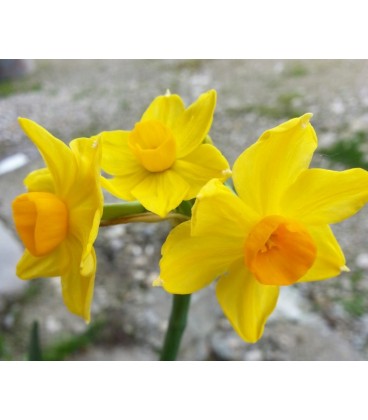 Narcisse soleil d'or 50 cm