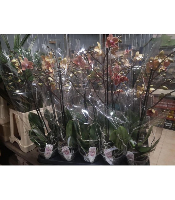 Phalaenopsis MF Sun love Ø 12h55 1b