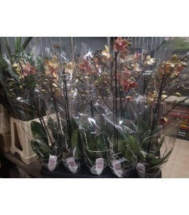 Phalaenopsis MF Sun love Ø 12h55 1b