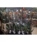 Phalaenopsis MF Sun love Ø 12h55 1b