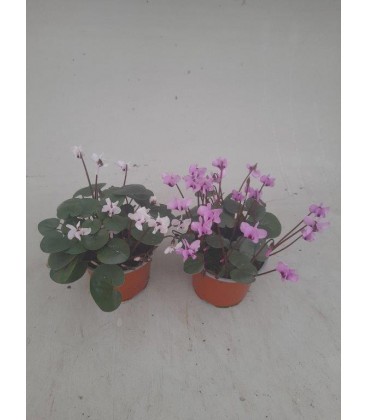 Cyclamen coum vivace Ø 10.5