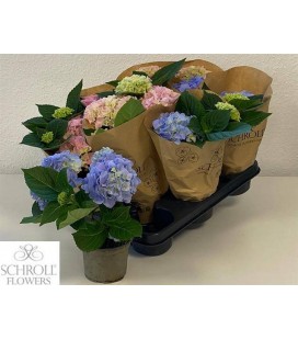 Hortensia MIX pot de10.5 h 25