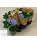 Hortensia MIX pot de10.5 h 25