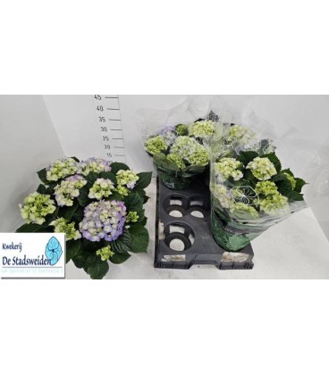 Hortensia Early blue Ø14