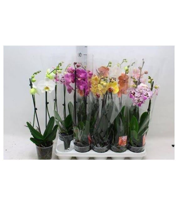 Phalaenopsis mix Ø12 H 55 CM 2b