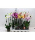 Phalaenopsis mix Ø12 H 55 CM 2b