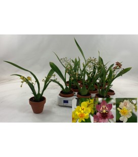 Oncidium Ø 06