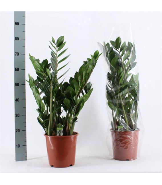 Zamioculcas pot de 27 H100 cm