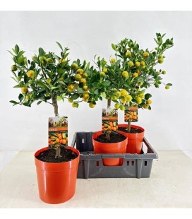 Calamondin Macrocarpa Ø21 h 70