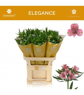 Alstromeria Elegance petit 