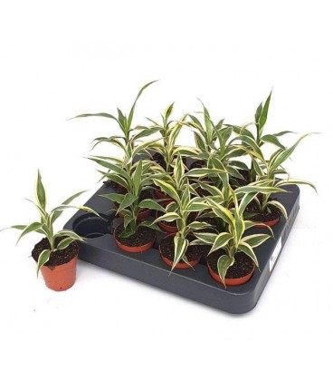 Dracaena sanderiana Ø 5.50 h 15