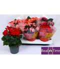 Begonia Heliator pot de 14