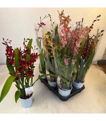 Cambria mix Ø 12 h 65 cm