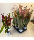 Cambria mix Ø 12 h 90 cm
