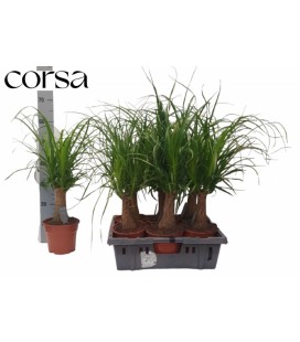 Beaucarnea Ø 17 h 45