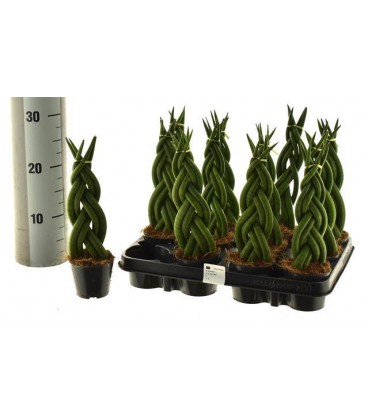 Sanseveria cylindrica Ø 8.50