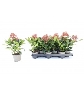 Skimmia pot de 10.50 H30 cm