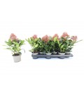 Skimmia pot de 10.50 H30 cm