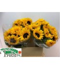 Tournesol Orange fire 80 cm