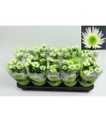 Chrysantheme Splash Pot de 12