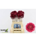 Scabieuse cherry scoop 60 cm