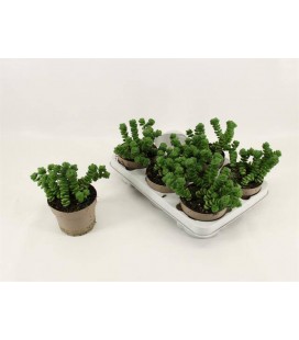 Crassula Marnieriana Ø 12